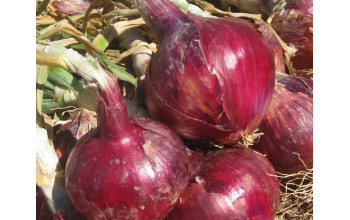 ΚΟΚΚΙΝΟ ΚΡΕΜΜΥΔΙ RED ROCK 250.000 ΣΠΟΡΟΙ