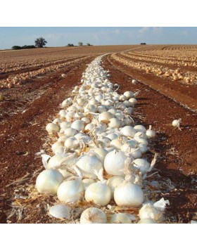 ΑΣΠΡΟ ΚΡΕΜΜΥΔΙ WHITE MAGIC UG