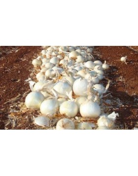 ΑΣΠΡΟ ΚΡΕΜΜΥΔΙ WHITE MAGIC UG 250.000 ΣΠΟΡΟΙ