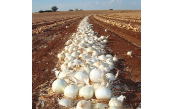 ΑΣΠΡΟ ΚΡΕΜΜΥΔΙ WHITE MAGIC UG