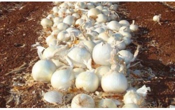 ΑΣΠΡΟ ΚΡΕΜΜΥΔΙ WHITE MAGIC UG 250.000 ΣΠΟΡΟΙ