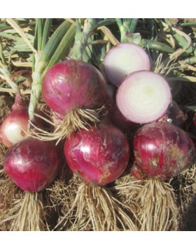 ΚΟΚΚΙΝΟ ΚΡΕΜΜΥΔΙ PRIMULA ROSA 500 G