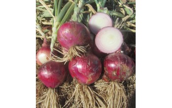 ΚΟΚΚΙΝΟ ΚΡΕΜΜΥΔΙ PRIMULA ROSA 500 G