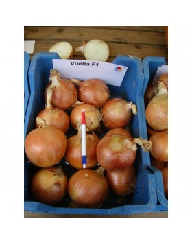 ΞΑΝΘΟ ΚΡΕΜΜΥΔΙ VUELTA 