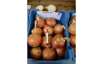 ΞΑΝΘΟ ΚΡΕΜΜΥΔΙ VUELTA 