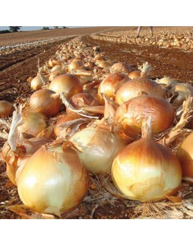 ΞΑΝΘΟ ΚΡΕΜΜΥΔΙ COPPER BALL UG