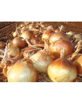 ΞΑΝΘΟ ΚΡΕΜΜΥΔΙ COPPER BALL 250.000 ΣΠΟΡΟΙ