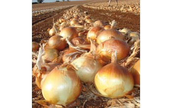 ΞΑΝΘΟ ΚΡΕΜΜΥΔΙ COPPER BALL UG