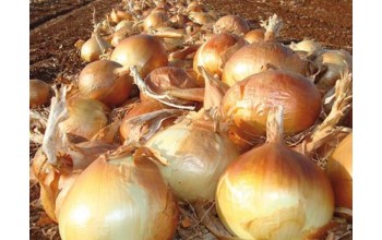 ΞΑΝΘΟ ΚΡΕΜΜΥΔΙ COPPER BALL 250.000 ΣΠΟΡΟΙ