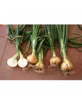 ΞΑΝΘΟ ΚΡΕΜΜΥΔΙ VALENCIANA