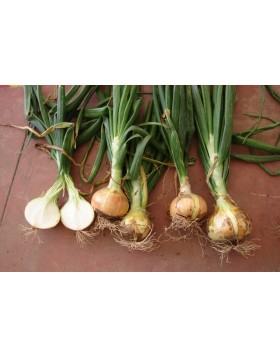 ΞΑΝΘΟ ΚΡΕΜΜΥΔΙ VALENCIANA 500 G