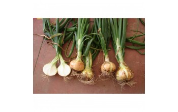 ΞΑΝΘΟ ΚΡΕΜΜΥΔΙ VALENCIANA