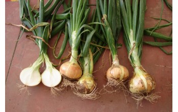 ΞΑΝΘΟ ΚΡΕΜΜΥΔΙ VALENCIANA 500 G