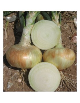 ΞΑΝΘΟ ΚΡΕΜΜΥΔΙ GRANEX A SUPER