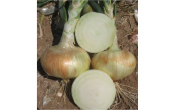 ΞΑΝΘΟ ΚΡΕΜΜΥΔΙ GRANEX A SUPER