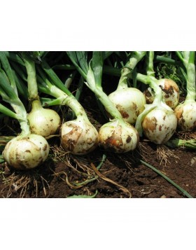 ΞΑΝΘΟ ΚΡΕΜΜΥΔΙ TOP STAR