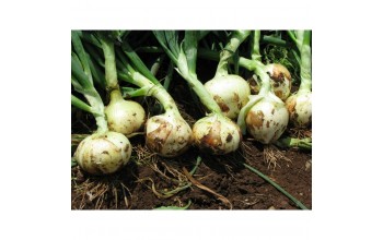 ΞΑΝΘΟ ΚΡΕΜΜΥΔΙ TOP STAR