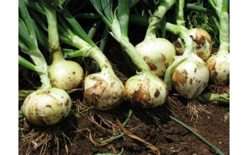 ΞΑΝΘΟ ΚΡΕΜΜΥΔΙ TOP STAR 500 G