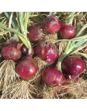 ΚΟΚΚΙΝΟ ΚΡΕΜΜΥΔΙ RED MAGIC