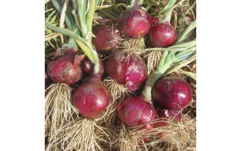 ΚΟΚΚΙΝΟ ΚΡΕΜΜΥΔΙ RED MAGIC