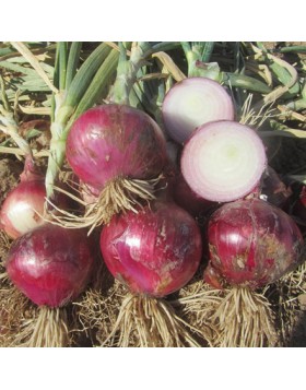 ΚΟΚΚΙΝΟ ΚΡΕΜΜΥΔΙ RED PRIMEUR