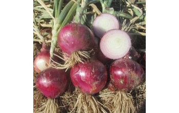 ΚΟΚΚΙΝΟ ΚΡΕΜΜΥΔΙ RED PRIMEUR