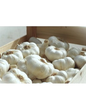 ΣΚΟΡΔΟ MESSIDROME 50/60