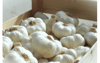 ΣΚΟΡΔΟ MESSIDROME 50/60