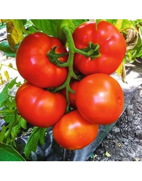 ΤΟΜΑΤΑ LANTINA F1