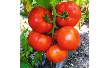 ΤΟΜΑΤΑ LANTINA F1