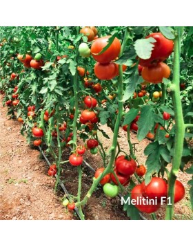 ΤΟΜΑΤΑ MELITINI F1