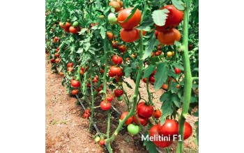 ΤΟΜΑΤΑ MELITINI F1