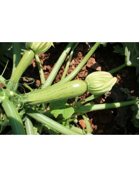 ΚΟΛΟΚΥΘΙ FLAME F1