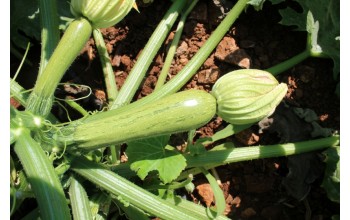 ΚΟΛΟΚΥΘΙ FLAME F1