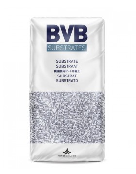 ΤΥΡΦΗ ΞΑΝΘΙΑ BVB BLOOM SUPER 1