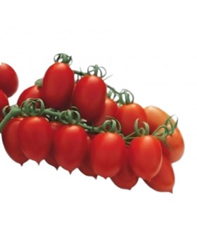 ΤΟΜΑΤΑ ΒΕΛΑΝΙΔΙ PACIFICO F1