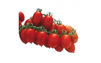 ΤΟΜΑΤΑ ΒΕΛΑΝΙΔΙ PACIFICO F1