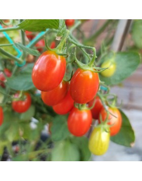 ΤΟΜΑΤΑ ΒΕΛΑΝΙΔΙ NOPI F1
