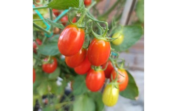 ΤΟΜΑΤΑ ΒΕΛΑΝΙΔΙ NOPI F1