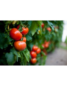 ΤΟΜΑΤΑ TORRY F1