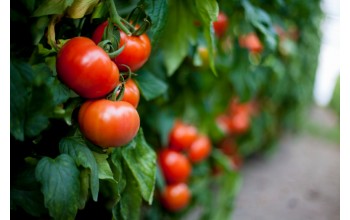 ΤΟΜΑΤΑ TORRY F1