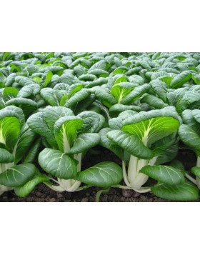 PAK CHOI BOPAK F1 (ΜΠΟΚ ΤΣΟΙ)
