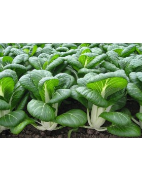 PAK CHOI-ΜΠΟΚ ΤΣΟΙ BOPAK F1 2.500 ΣΠΟΡΟΙ