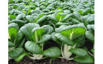 PAK CHOI BOPAK F1 (ΜΠΟΚ ΤΣΟΙ)
