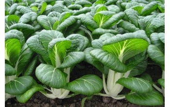 PAK CHOI-ΜΠΟΚ ΤΣΟΙ BOPAK F1 2.500 ΣΠΟΡΟΙ