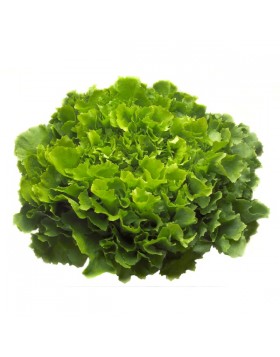 ΑΝΤΙΔΙ KETHEL RZ