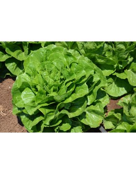 ΜΑΡΟΥΛΙ MORRIS F1 5.000 PILLS