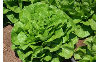 ΜΑΡΟΥΛΙ MORRIS F1 5.000 PILLS