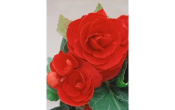 2 BEGONIA DOUBLE : RED