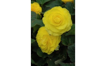 2 BEGONIA DOUBLE : YELLOW